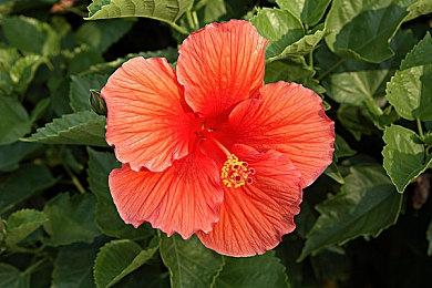 恶魔城像素动作《失落的遗迹》6月6日登陆PS4＆XB1＆NS